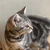 たなこ