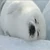 あやか