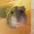 ハム