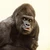 bold_gorilla