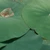 ちょ