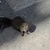 ふは