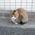 アクリル