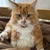 ねこ