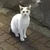 さーーお