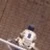 早川まさと