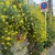 cha_hahahan
