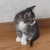 mieko