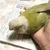 わけこ