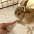 おかざき