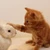 うしゃこ
