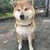 ホリ