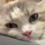 ネコのハル