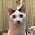 河東祐太