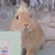 ゆき