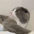 ひなころ