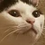 きくお