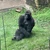 だいこん