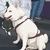 HIKO犬