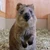 まめぴょん