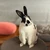 ダッチくん