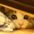 おもち