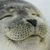 あやか