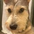 mugipayadog