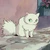 Shiki