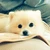 dolly