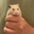 まるこ