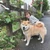 あずさ