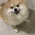 ドラドラニコフ