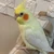 けつまる