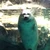 かろ