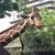 ちば
