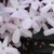 茉莉花