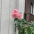 nananann5556