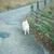 Kitz