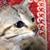まりもりし