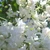 1white_lilac1