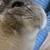 にこごり