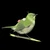 コン鳥