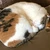 じゅんす