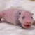 るんば