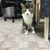 しろまぐ