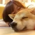 ゆきんこ
