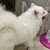 サモエドもふ夫