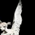wing