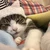 ひよこ